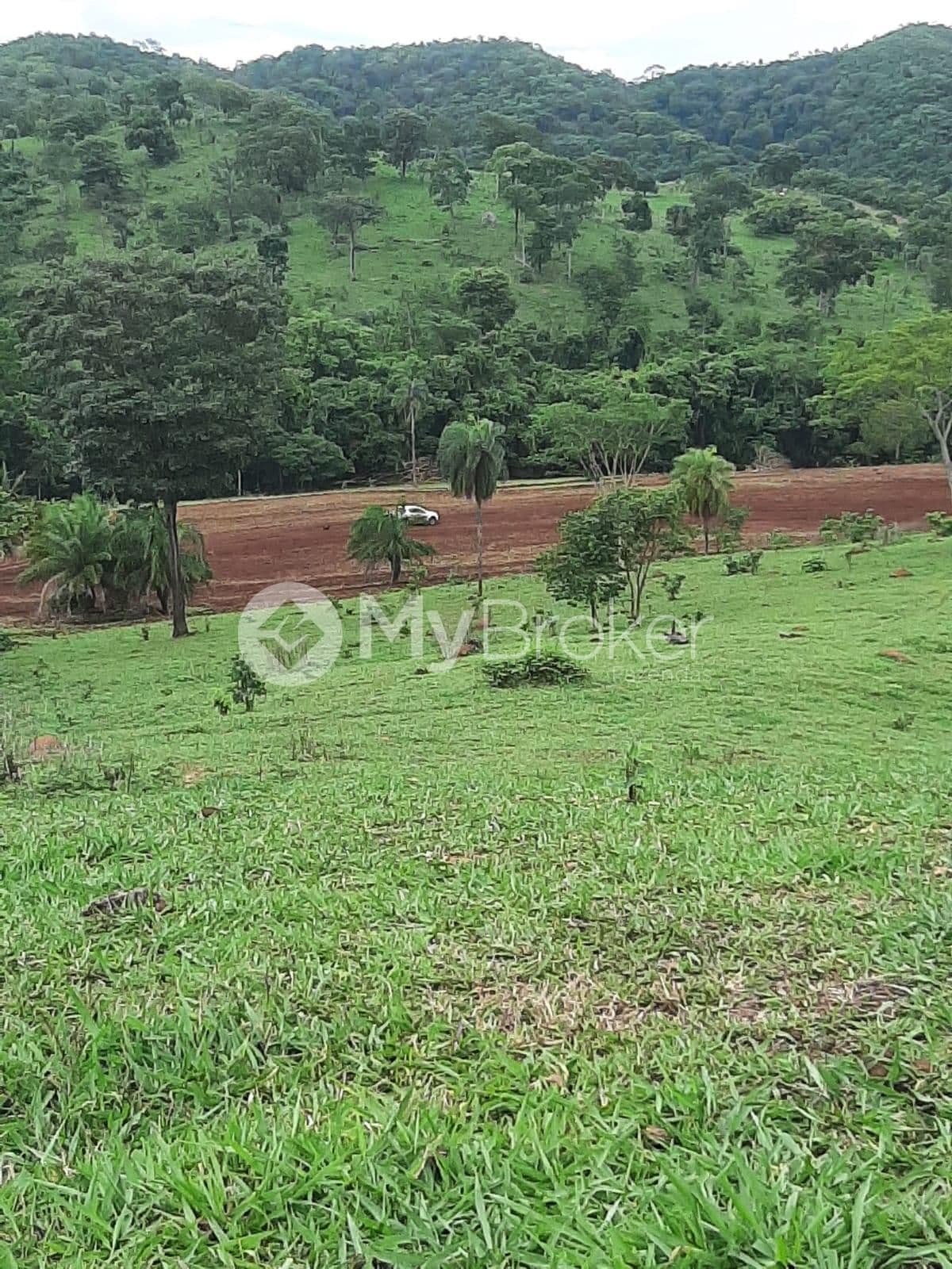 Pastagem verde com palmeiras e mata ao fundo, em Uruana