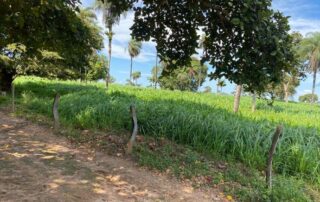 04-fazenda-formoso-my-broker-fazendas