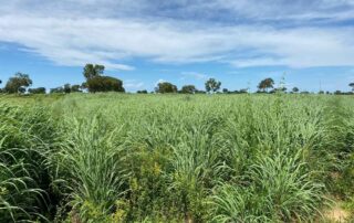 05-fazenda-formoso-my-broker-fazendas