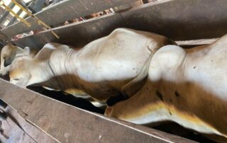 09-fazenda-formoso-my-broker-fazendas