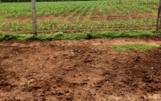 Uruana – GO – My Broker Fazendas