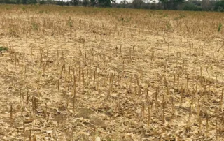 02sao-miguel-do-araguaia-280-alq