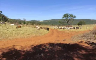 03-fazenda-municipio-de-niquelandia-614-hectares