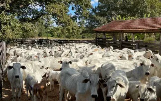 03-morro-agudo-go-200-alqueires-my-broker-fazendas