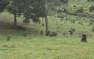 Uruana – GO – My Broker Fazendas