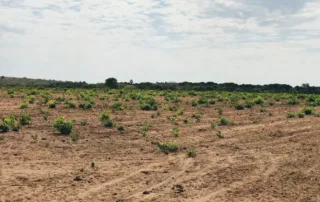 04sao-miguel-do-araguaia-280-alq