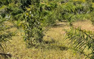 05-morro-agudo-go-200-alqueires-my-broker-fazendas