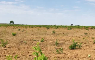 05sao-miguel-do-araguaia-280-alq