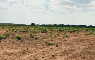 06sao-miguel-do-araguaia-380-alq