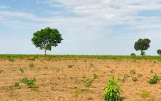 08sao-miguel-do-araguaia-230-alq