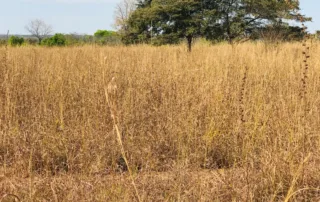 08sao-miguel-do-araguaia-380-alq